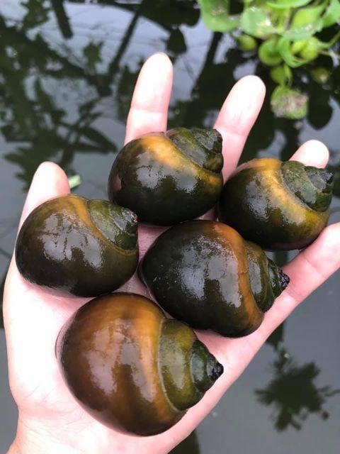 ỐC BƯƠU - Pila polita - Apple snail - Tổng Quan về Ốc Bươu