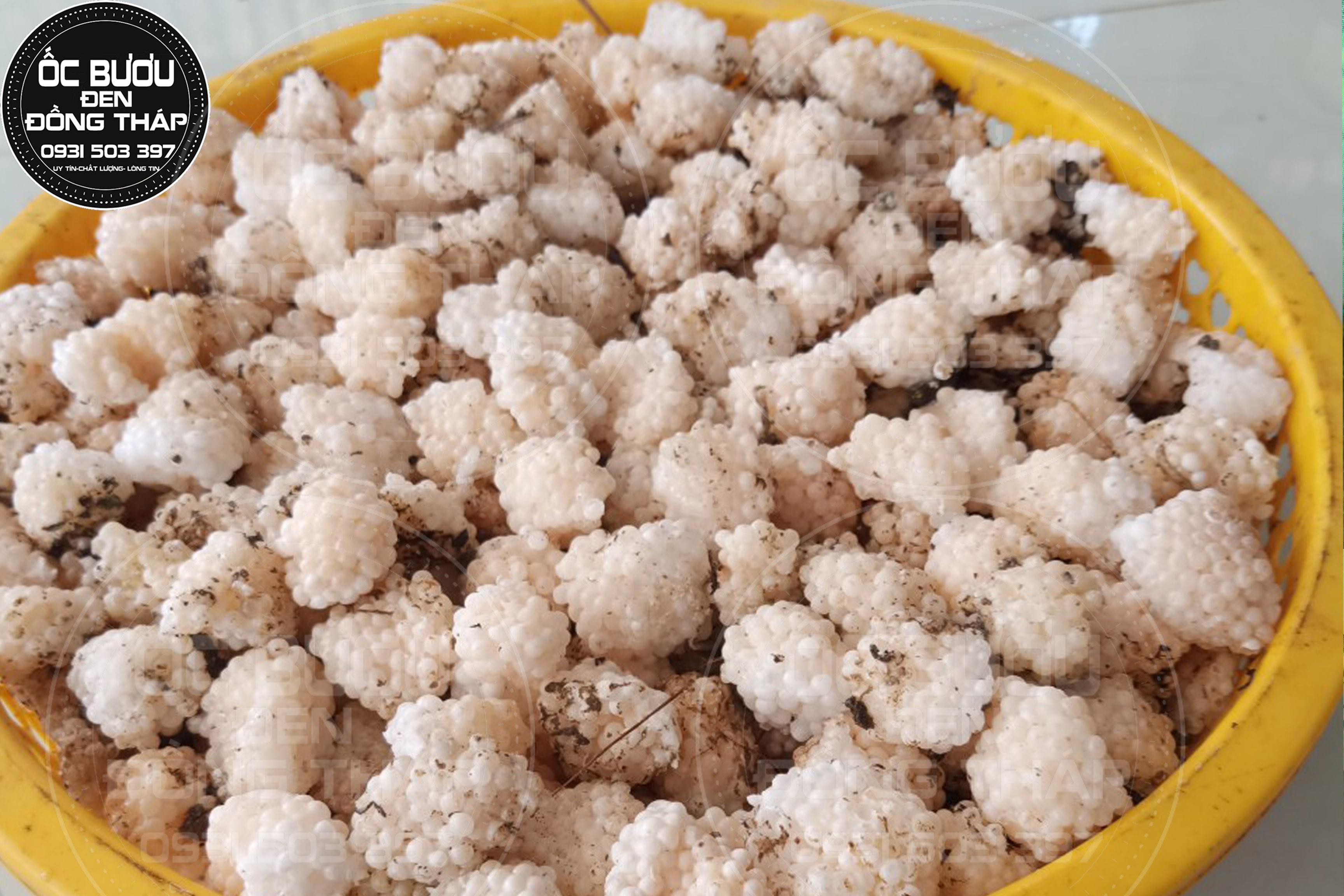 1 KG TRỨNG ỐC BƯƠU ĐEN LOẠI 1 - Cập nhật giá tháng ̣2 - 2024