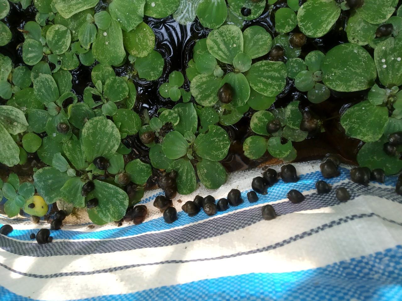 Ốc Bò