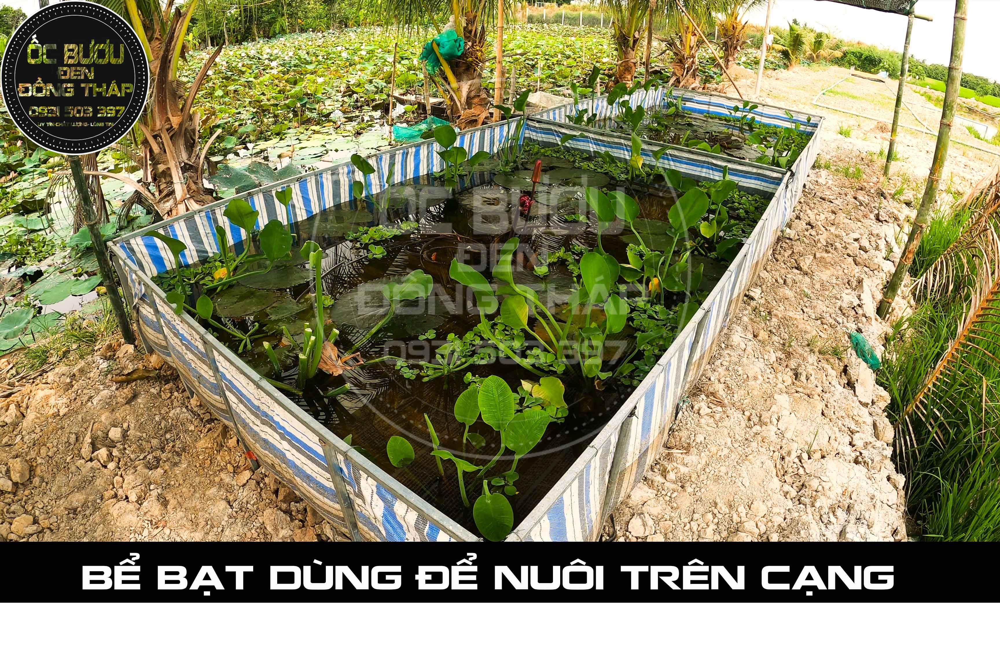 BỀ BẠT 2m x 5m x 1m ( Dài x Ngang x Cao)