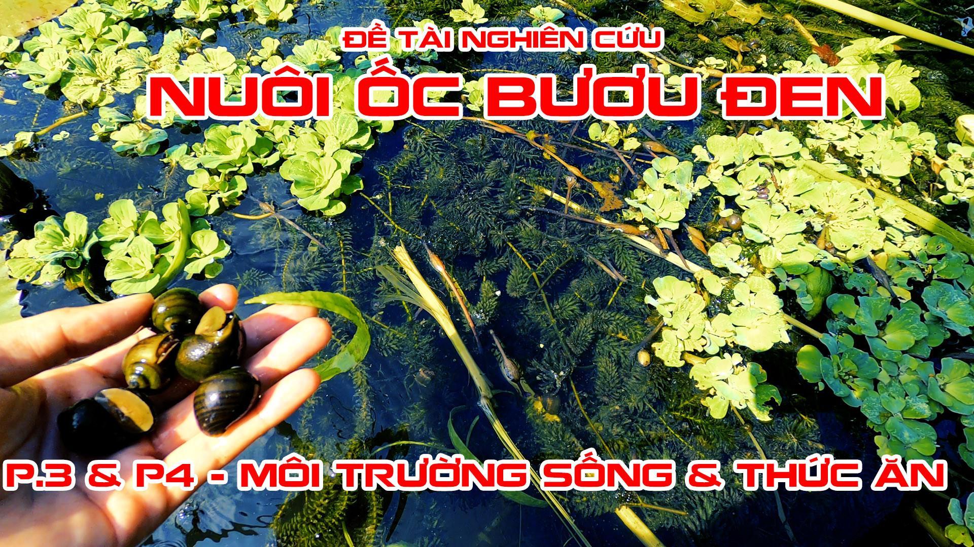 Môi trường sống và thức ăn của Ốc Bươu Đen