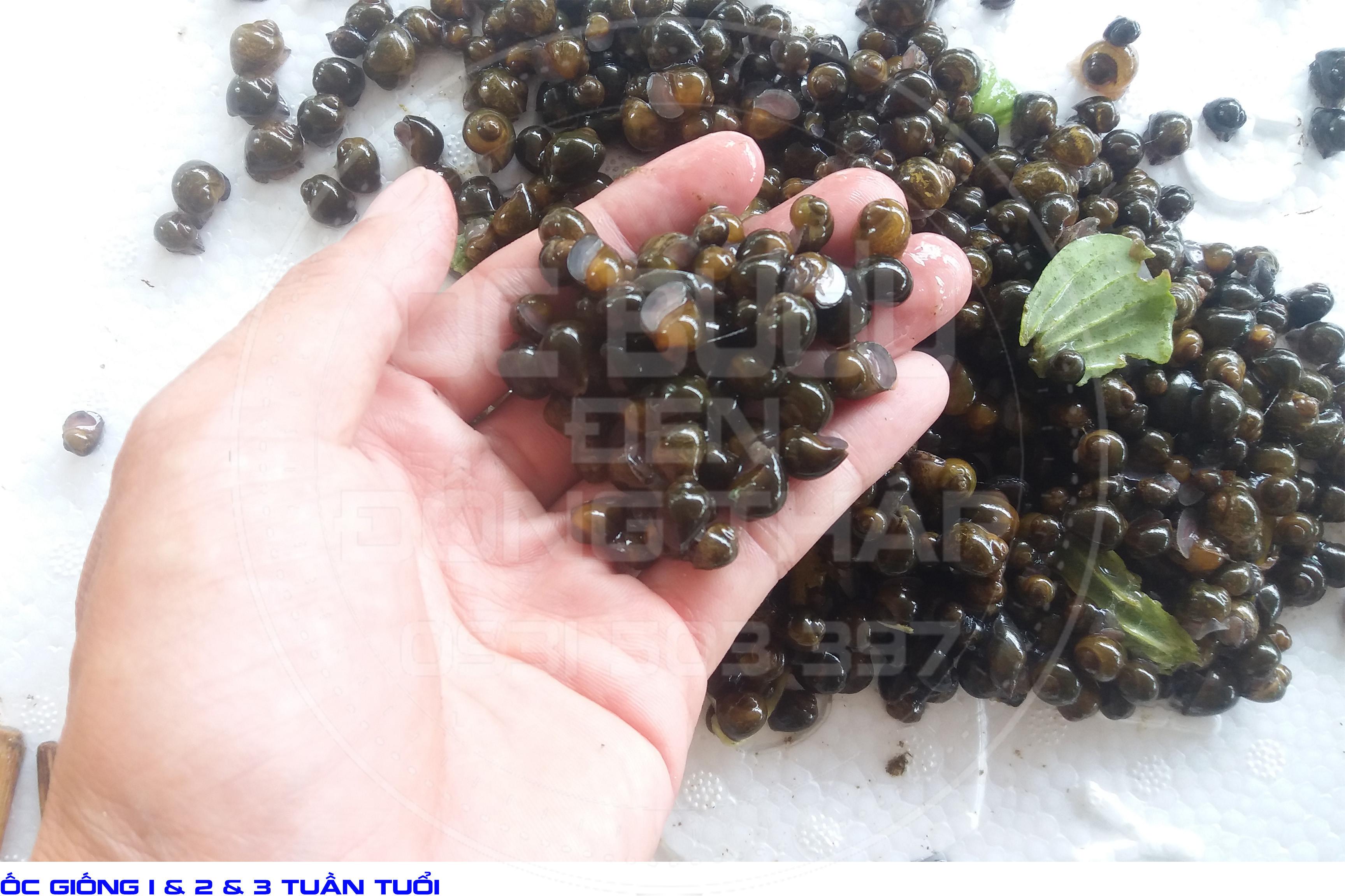 Kỹ thuật nuôi ốc bươu sinh sản và ương ốc giống
