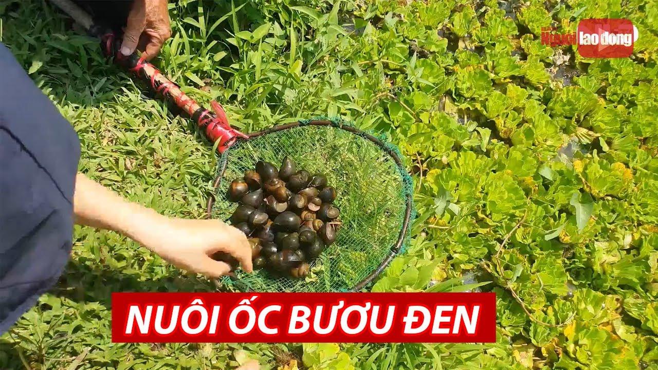 Nghề Nuôi Ốc Bươu Đen