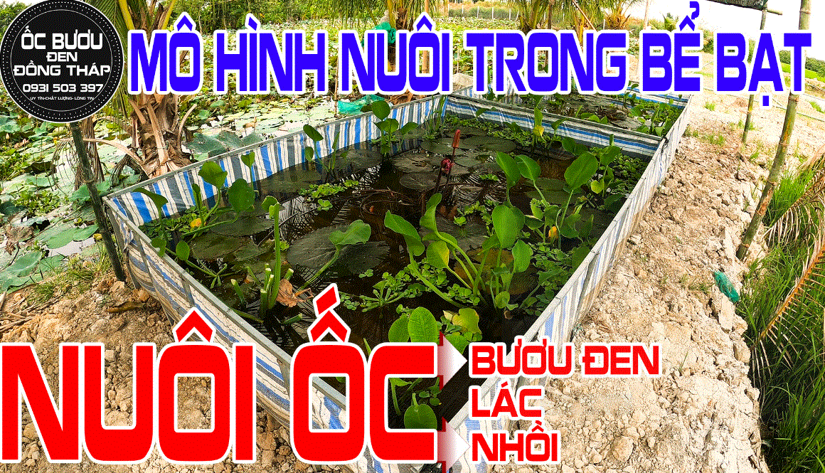 Mô hình nuôi ốc trong bể lót bạt