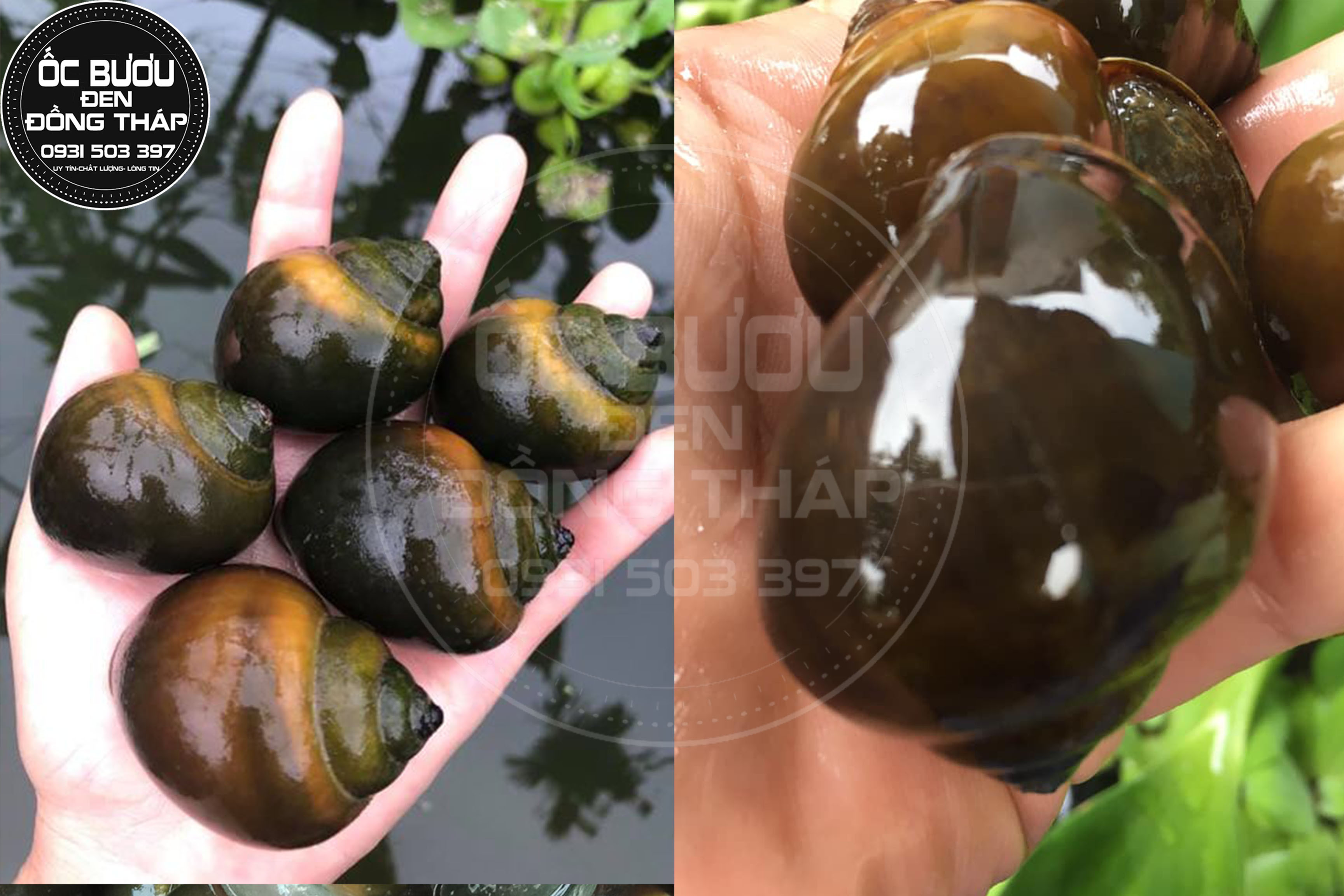 Phòng bệnh sưng vòi trên ốc bươu đen