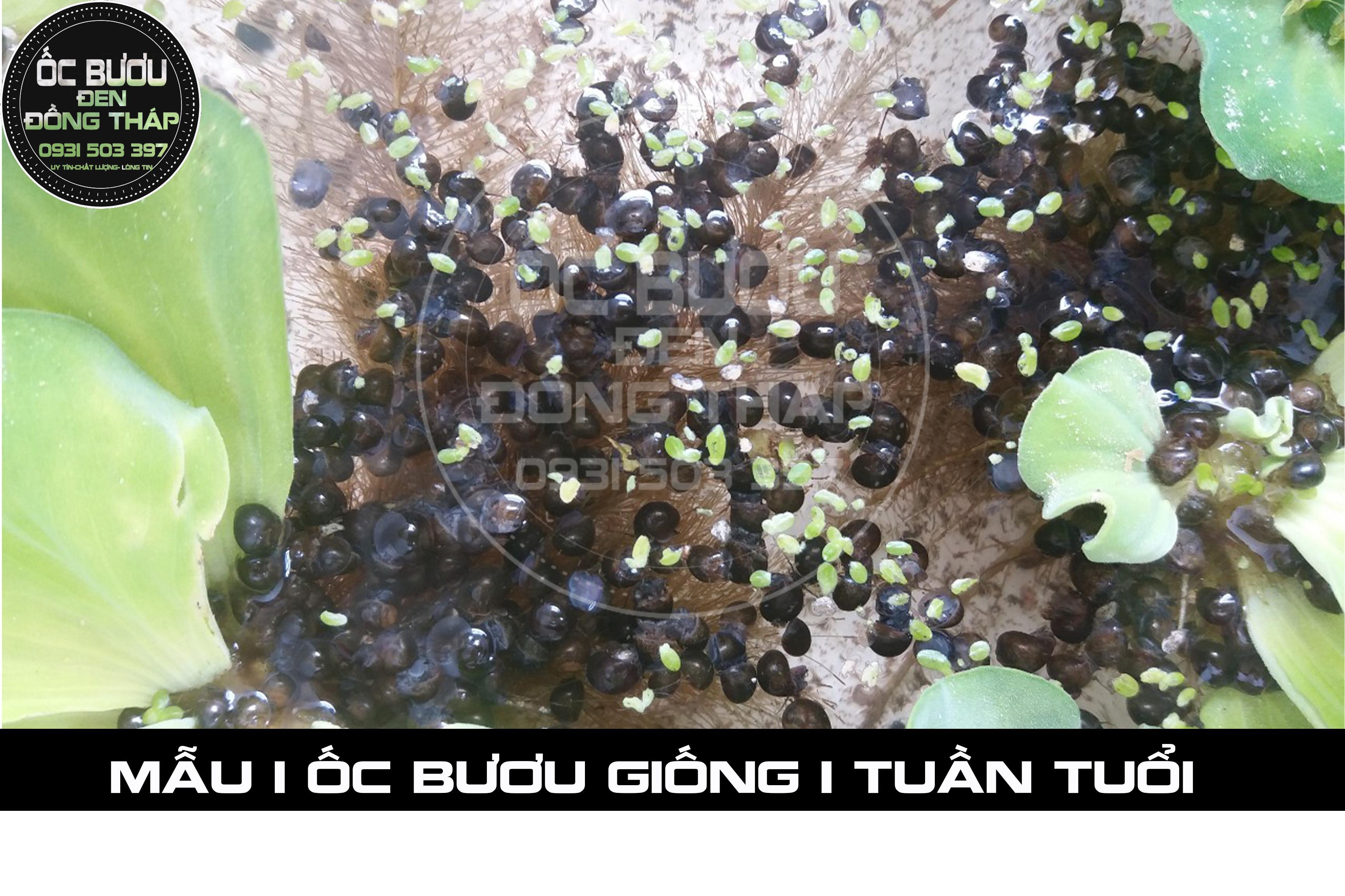 Hướng dẫn kỹ thuật chăm sóc ốc giống con - Mô hình nuôi ốc bươu đen - ốc lác trong bể lót bạt