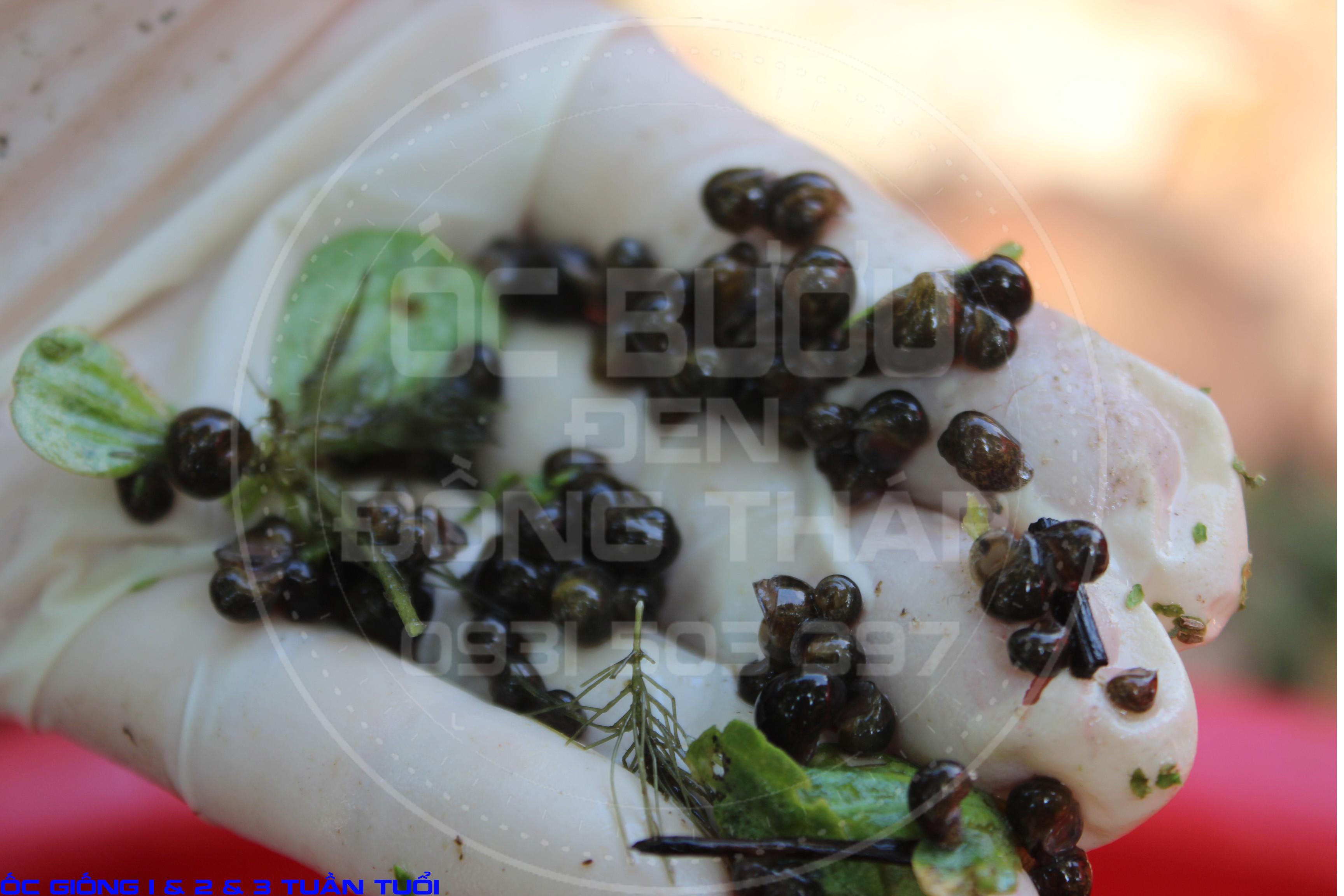 Mẫu Ốc bươu đen giống, ốc nhồi giống 1 & 2 tuần tuổi và mẫu ốc lác giống 2 & 3 tuần tuổi