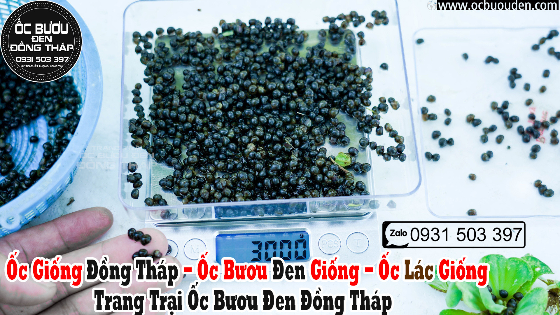 ✅ Ốc giống 2022 ✅ Ốc bươu đen giống ✅ Ốc giống Đồng Tháp ✅ Ốc lác giống ✅Uy tín- Chất Lượng Miền Nam