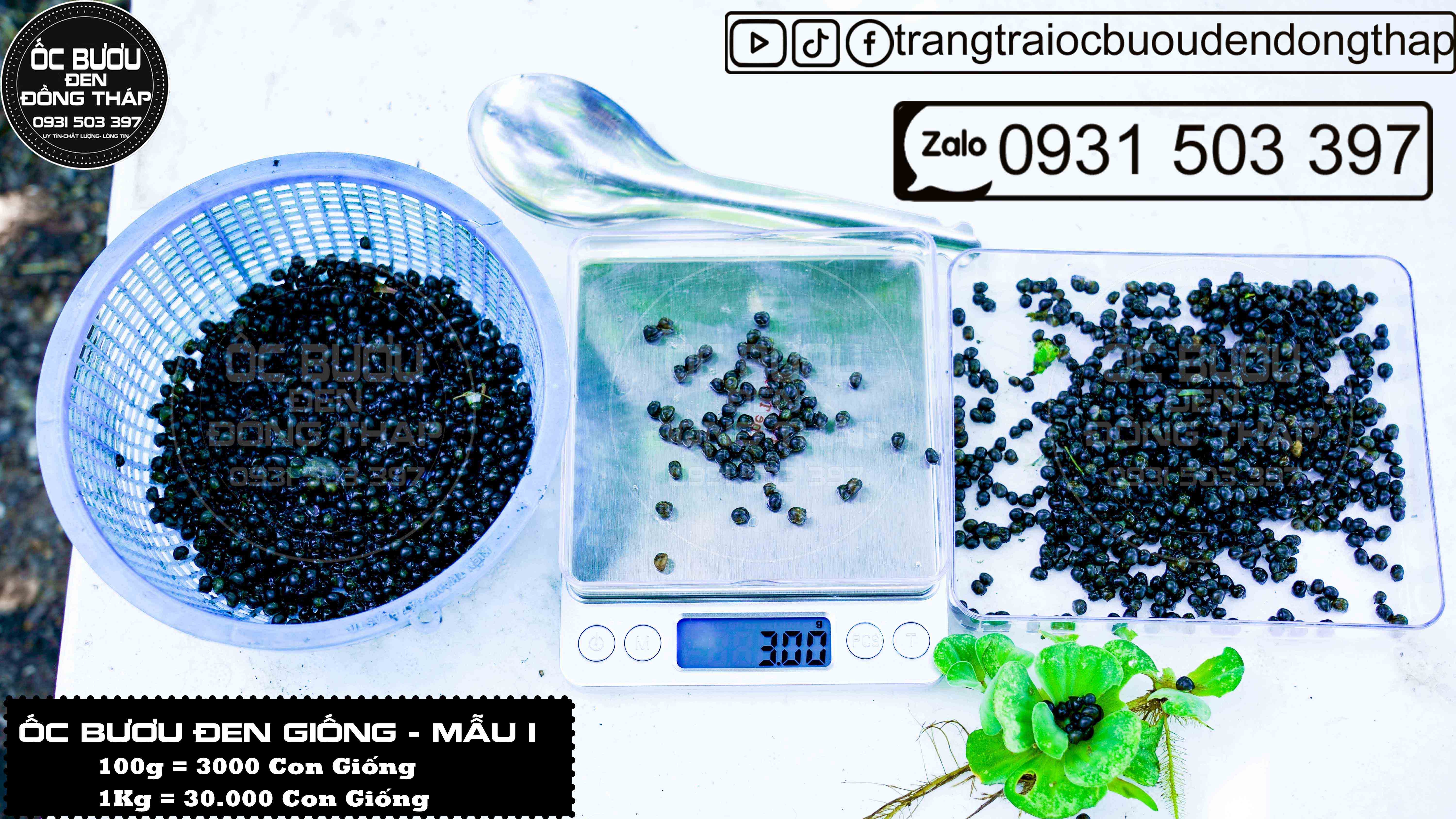 ỐC BƯƠU ĐEN GIỐNG MẪU 1 - Cập nhật giá tháng 2 - 2024