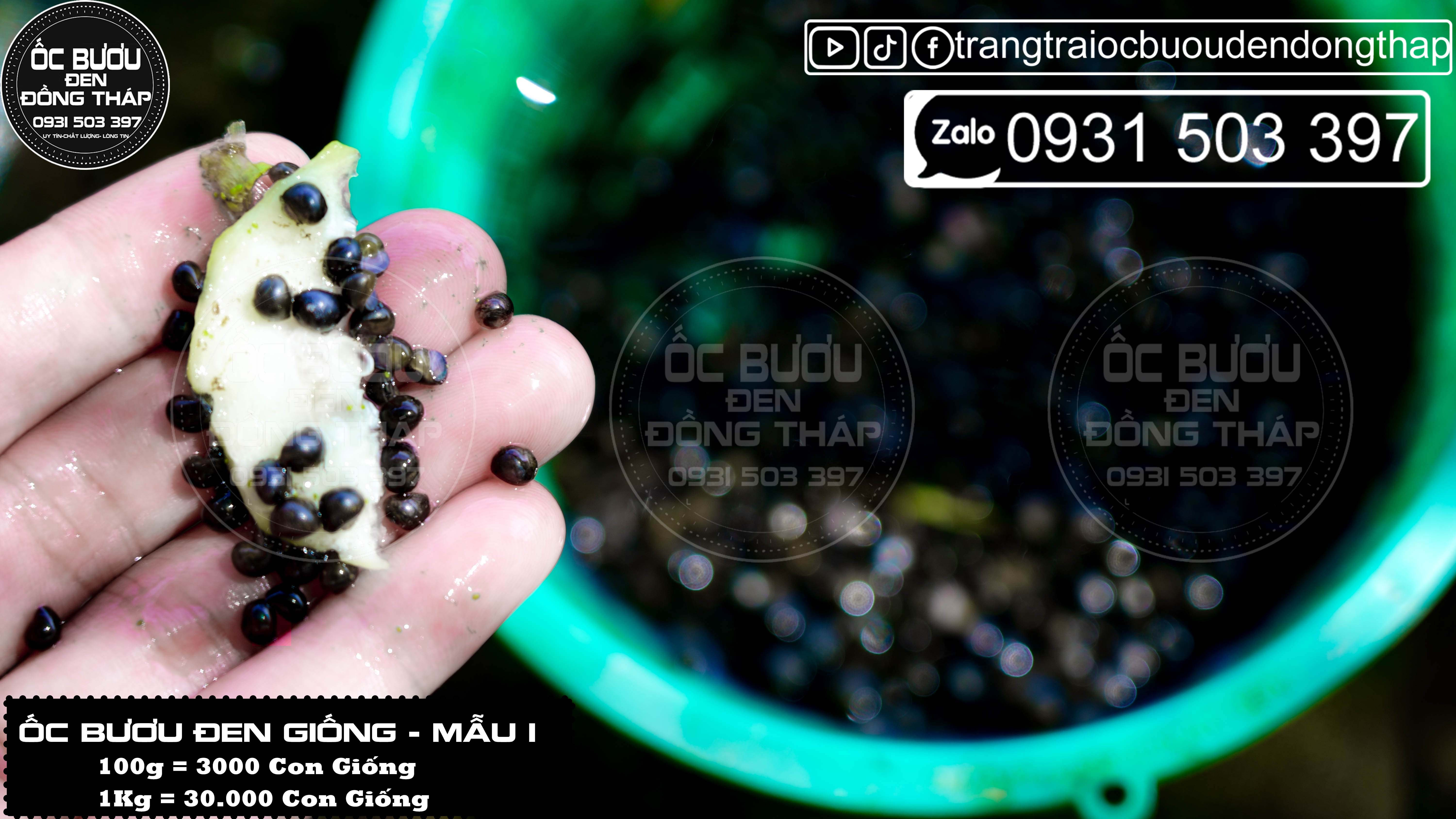 ỐC BƯƠU ĐEN GIỐNG MẪU 1 - Cập nhật giá tháng 2 - 2024