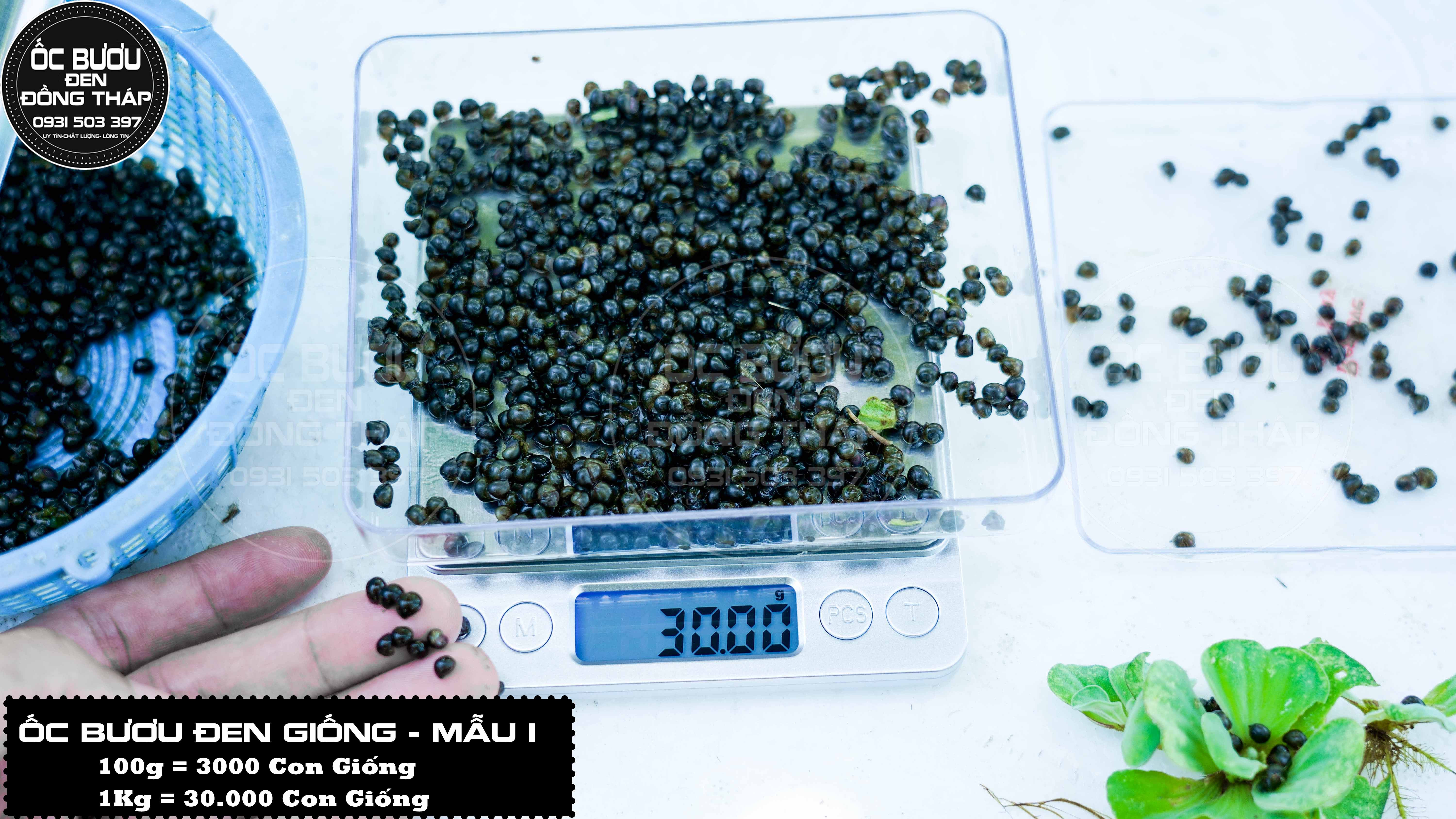 ỐC BƯƠU ĐEN GIỐNG MẪU 1 - Cập nhật giá tháng 2 - 2024