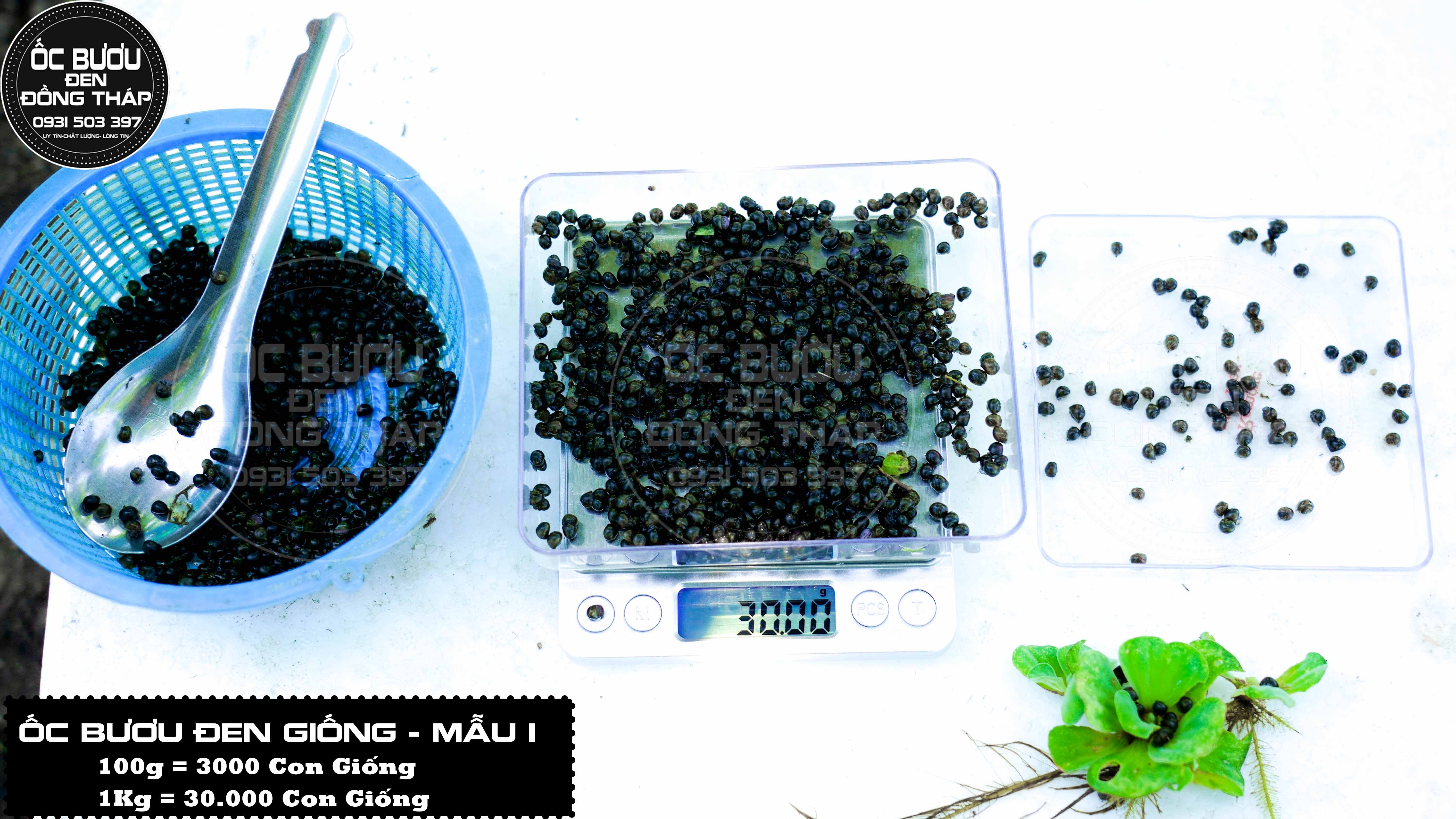 ỐC BƯƠU ĐEN GIỐNG MẪU 1 - Cập nhật giá tháng 2 - 2024