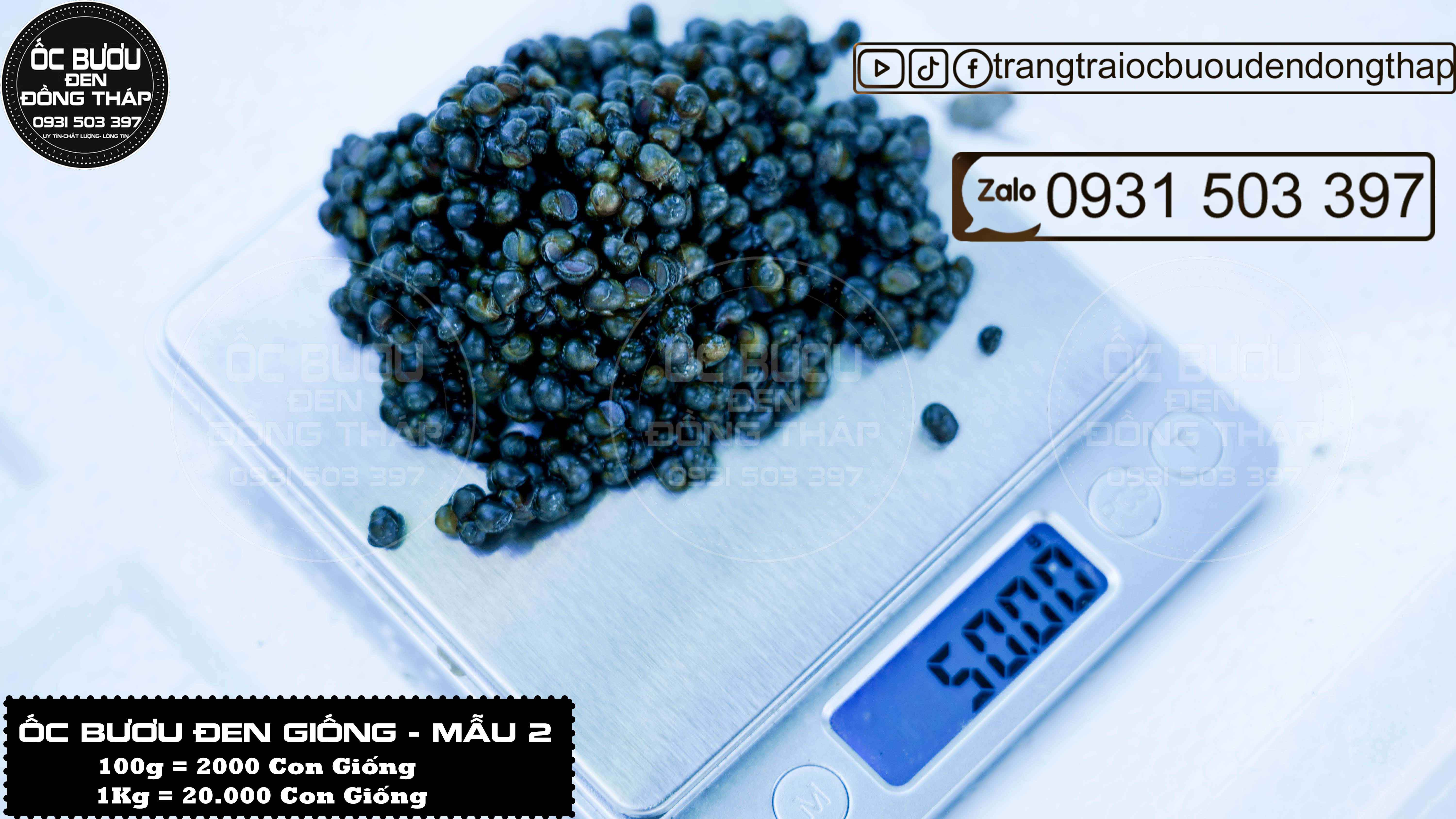 ỐC BƯƠU ĐEN GIỐNG MẪU 2 - Cập nhật giá tháng 2- 2024