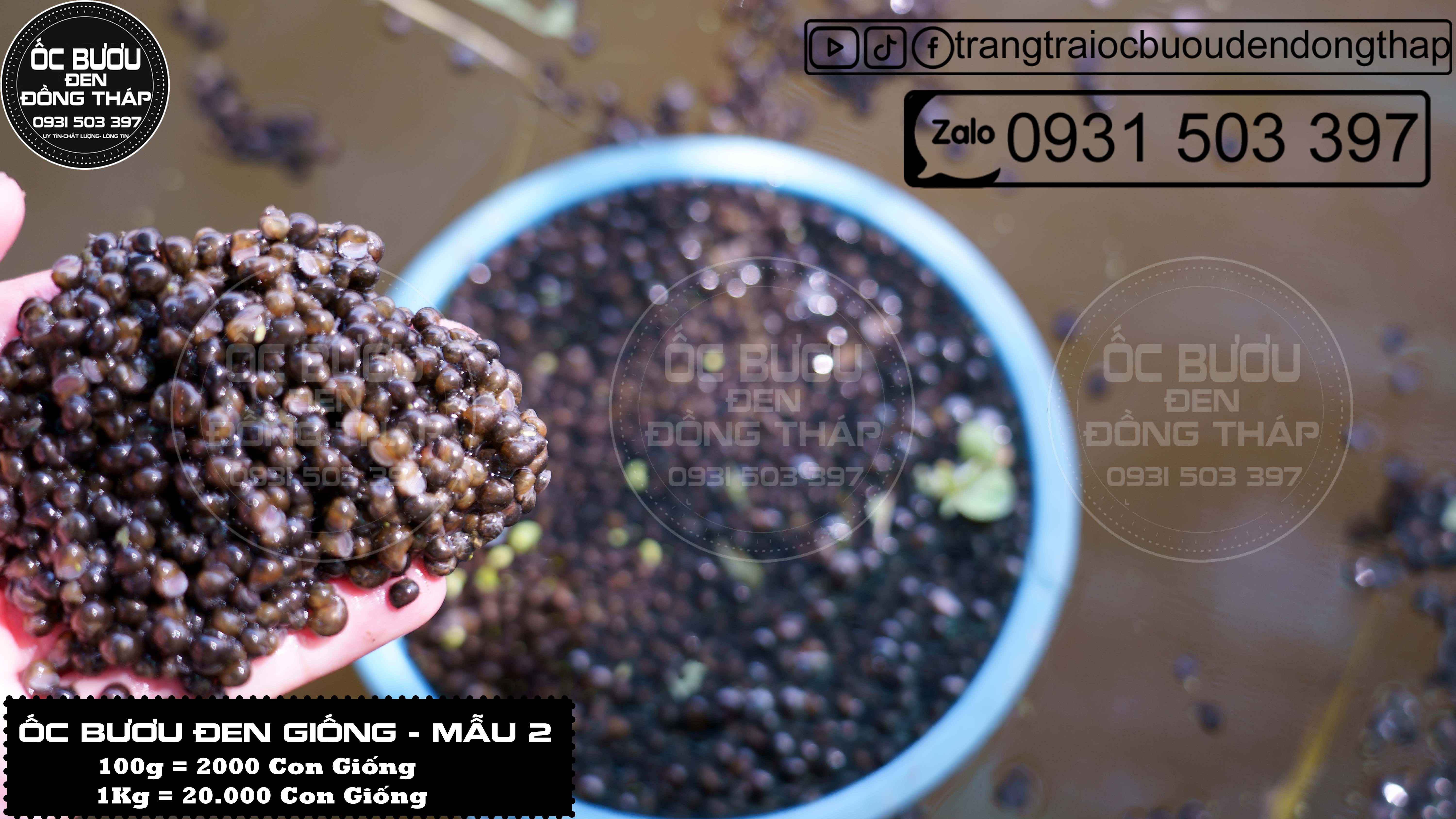 ỐC BƯƠU ĐEN GIỐNG MẪU 2 - Cập nhật giá tháng 2- 2024