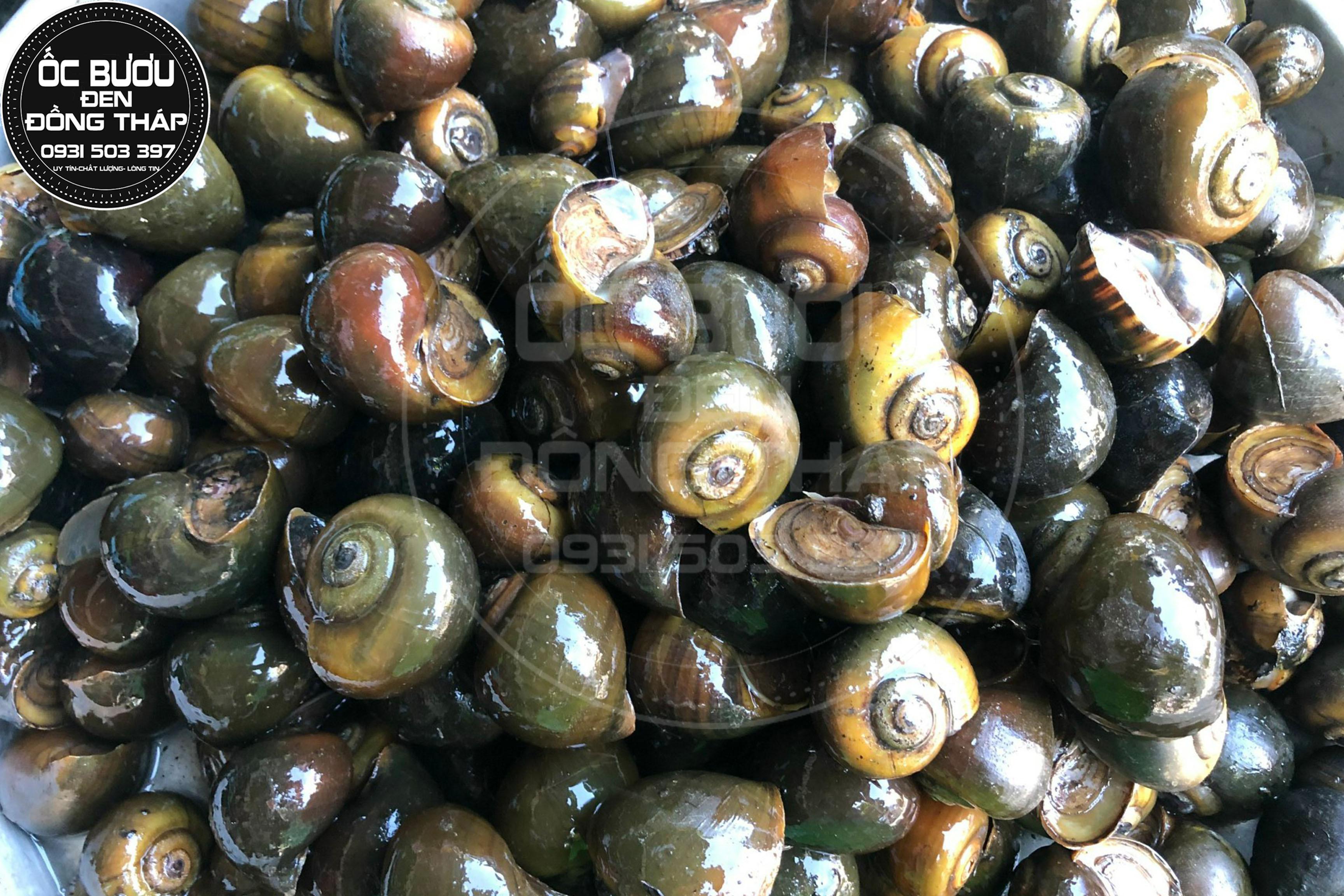 Ốc Lác
