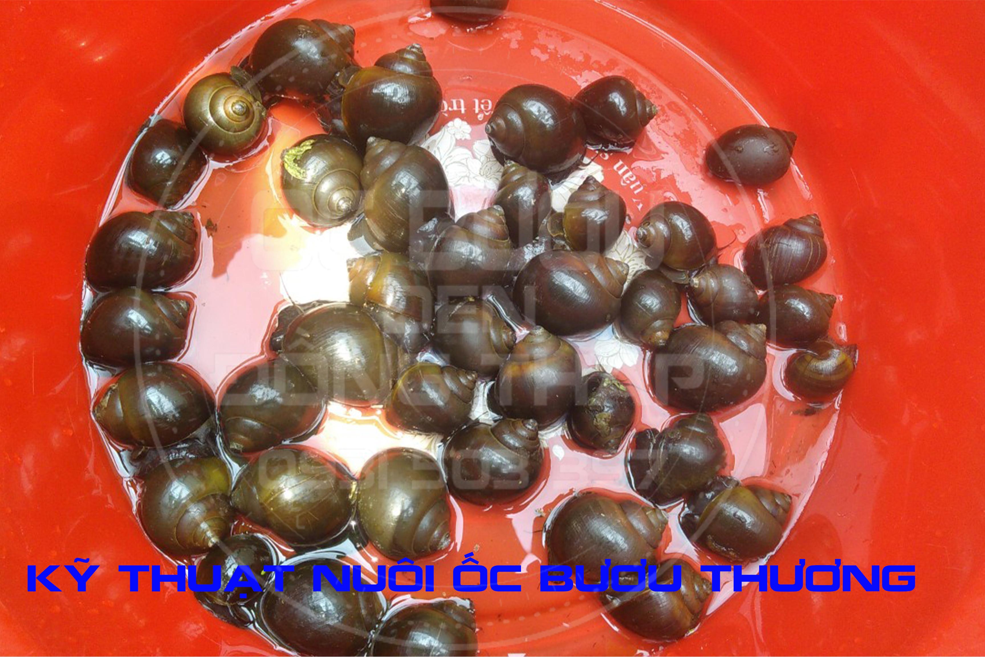 Kỹ Thuật nuôi ốc bươu - ốc nhồi thương phẩm