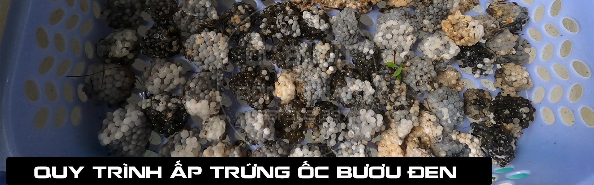 Hướng dẫn cách ấp trứng ỐC BƯƠU ĐEN - ỐC NHỒI - ỐC LÁC