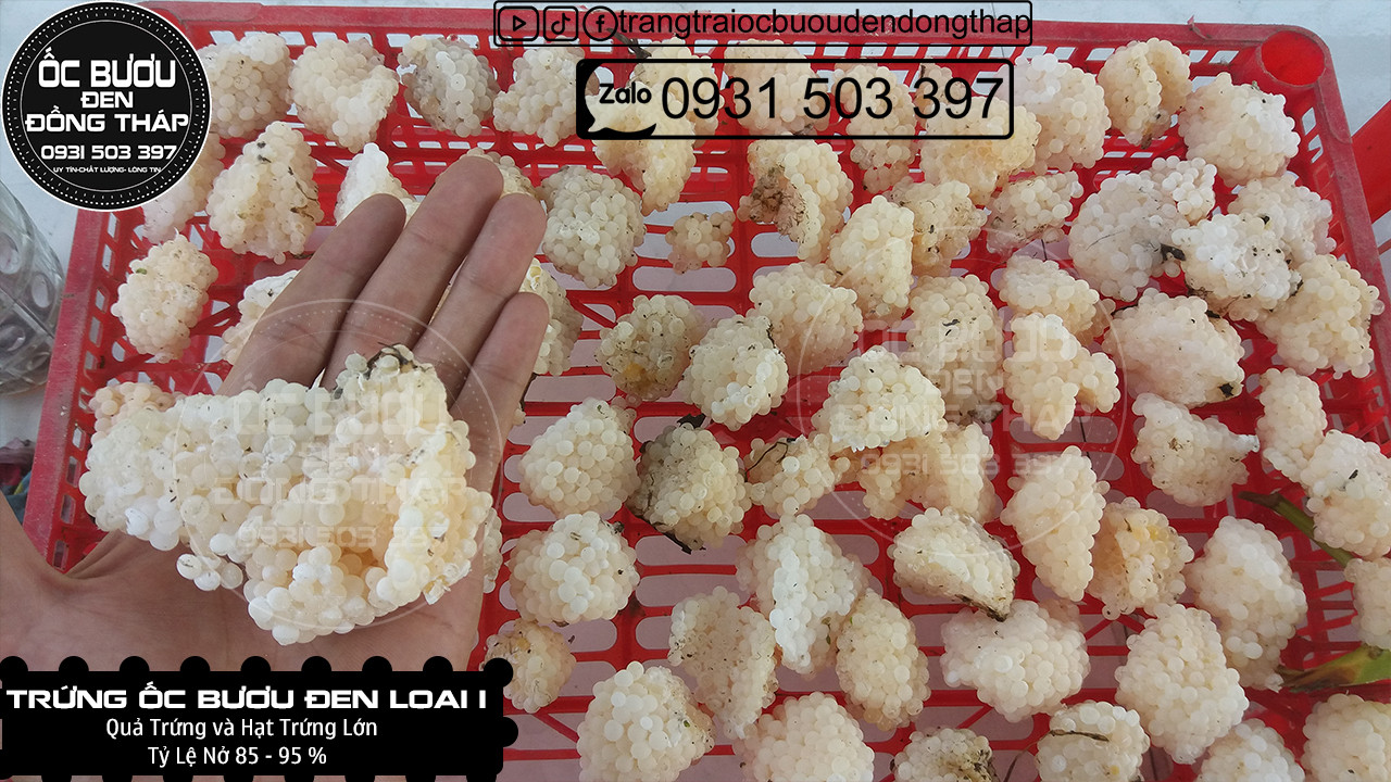 1 KG TRỨNG ỐC BƯƠU ĐEN LOẠI 1 - Cập nhật giá tháng ̣2 - 2024