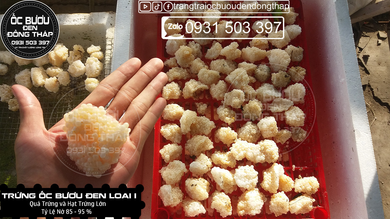 1 KG TRỨNG ỐC BƯƠU ĐEN LOẠI 1 - Cập nhật giá tháng ̣2 - 2024