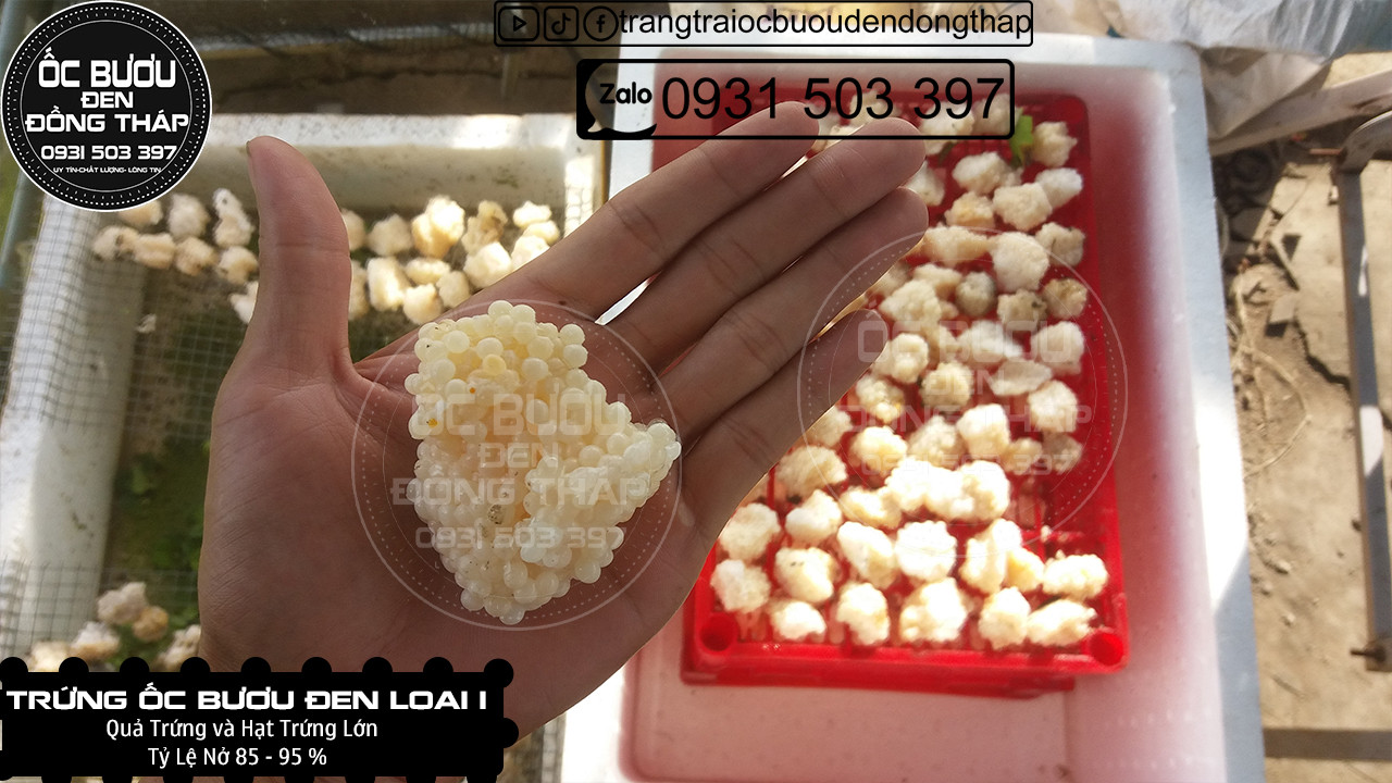 1 KG TRỨNG ỐC BƯƠU ĐEN LOẠI 1 - Cập nhật giá tháng ̣2 - 2024