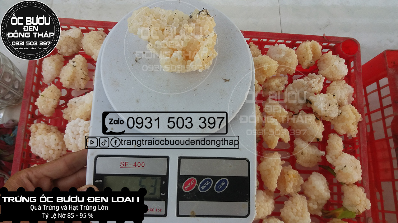 1 KG TRỨNG ỐC BƯƠU ĐEN LOẠI 1 - Cập nhật giá tháng ̣2 - 2024