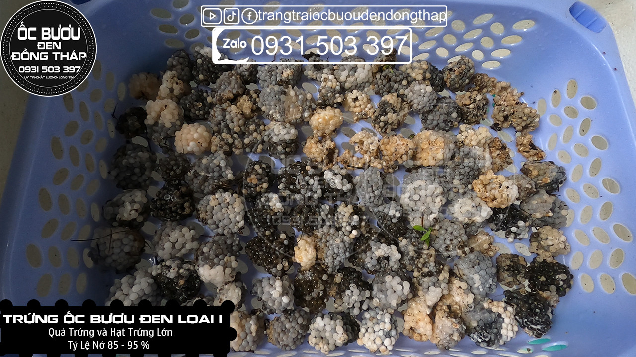1 KG TRỨNG ỐC BƯƠU ĐEN LOẠI 1 - Cập nhật giá tháng ̣2 - 2024