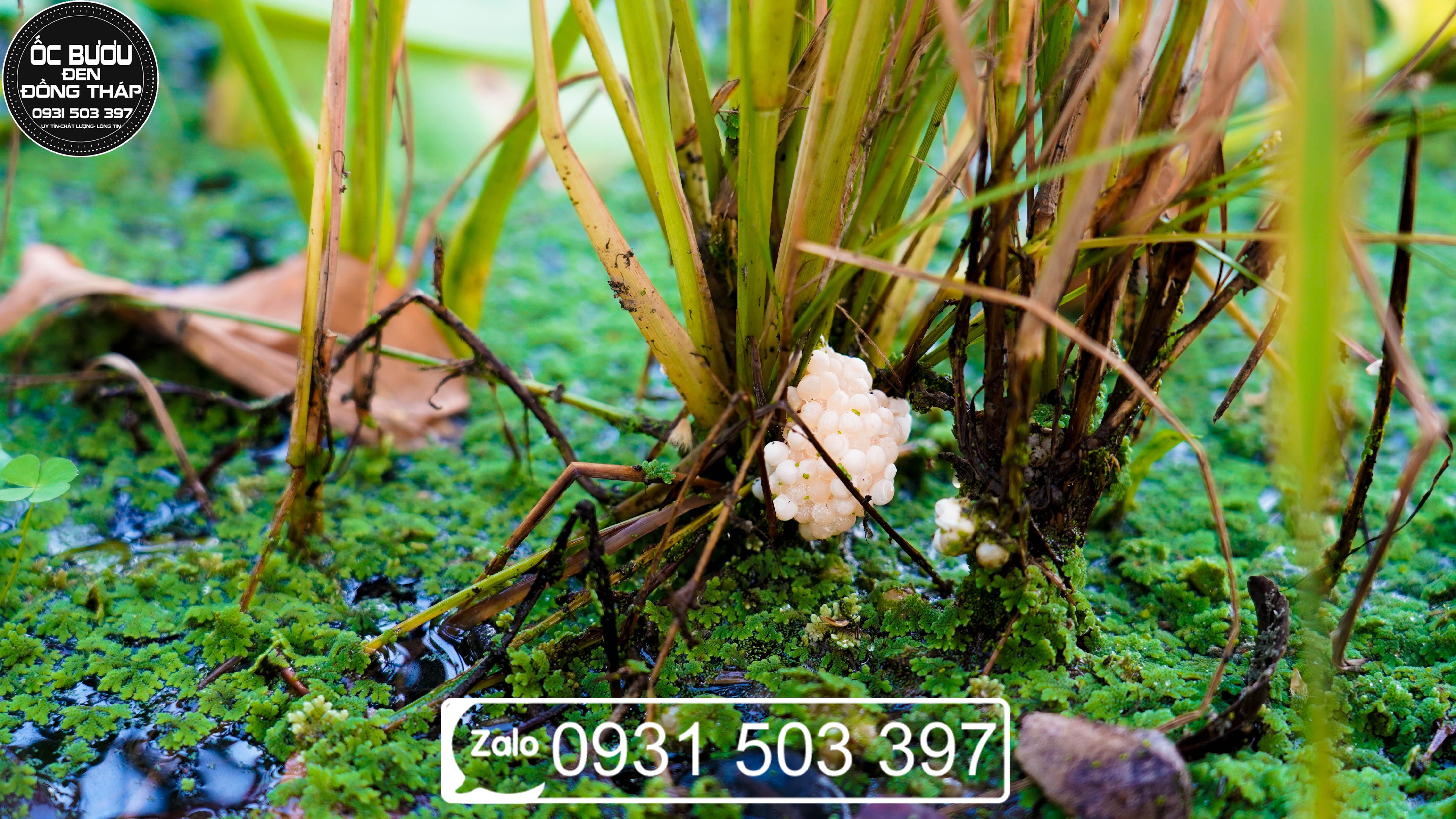 trứng ốc lác hương